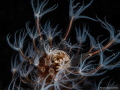   Porcelain crab resting top sea pen. Polyps are opened feeding strong night current creating magic surrounding small crab. pen  